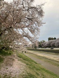 春ですね～、桜の季節ですね～　スズキスプリングフェアの季節ですねー