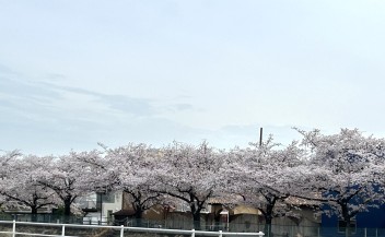 試乗コースの桜並木が見ごろです♪
