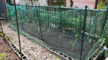 家庭菜園トウモロコシ