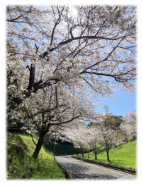 ４月です(*'▽')桜～～～