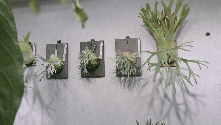 観葉植物が壁にかかっている様子