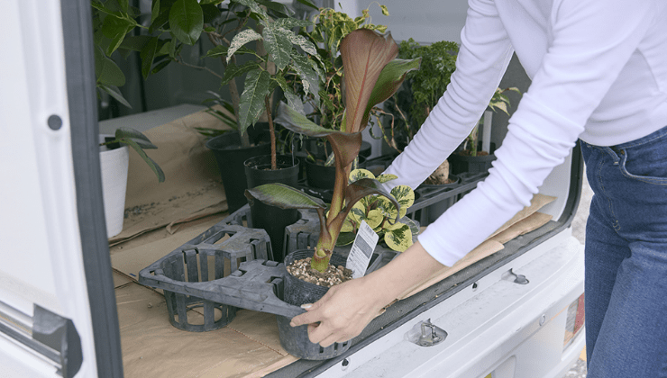 植木鉢を車に置く様子