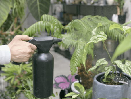 観葉植物に水をやる様子