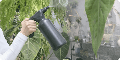 観葉植物に霧吹きをかける様子