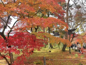 紅葉見に行ってきました！