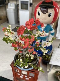 花盛り
