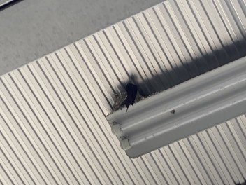 こちらもついに