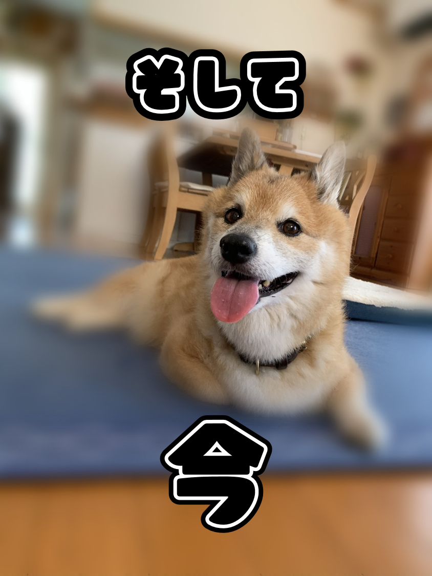 石川活動中 Vol 2 自己紹介という名の愛犬紹介 その他 お店ブログ 山口スズキ株式会社 スズキアリーナ新下関