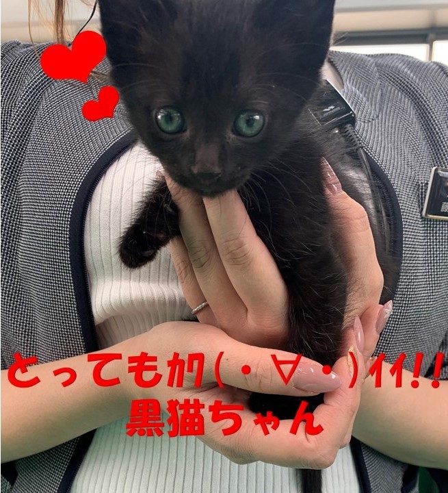 黒猫ちゃんの救出劇 その他 お店ブログ 株式会社スズキ自販熊本 スズキアリーナ熊本中央