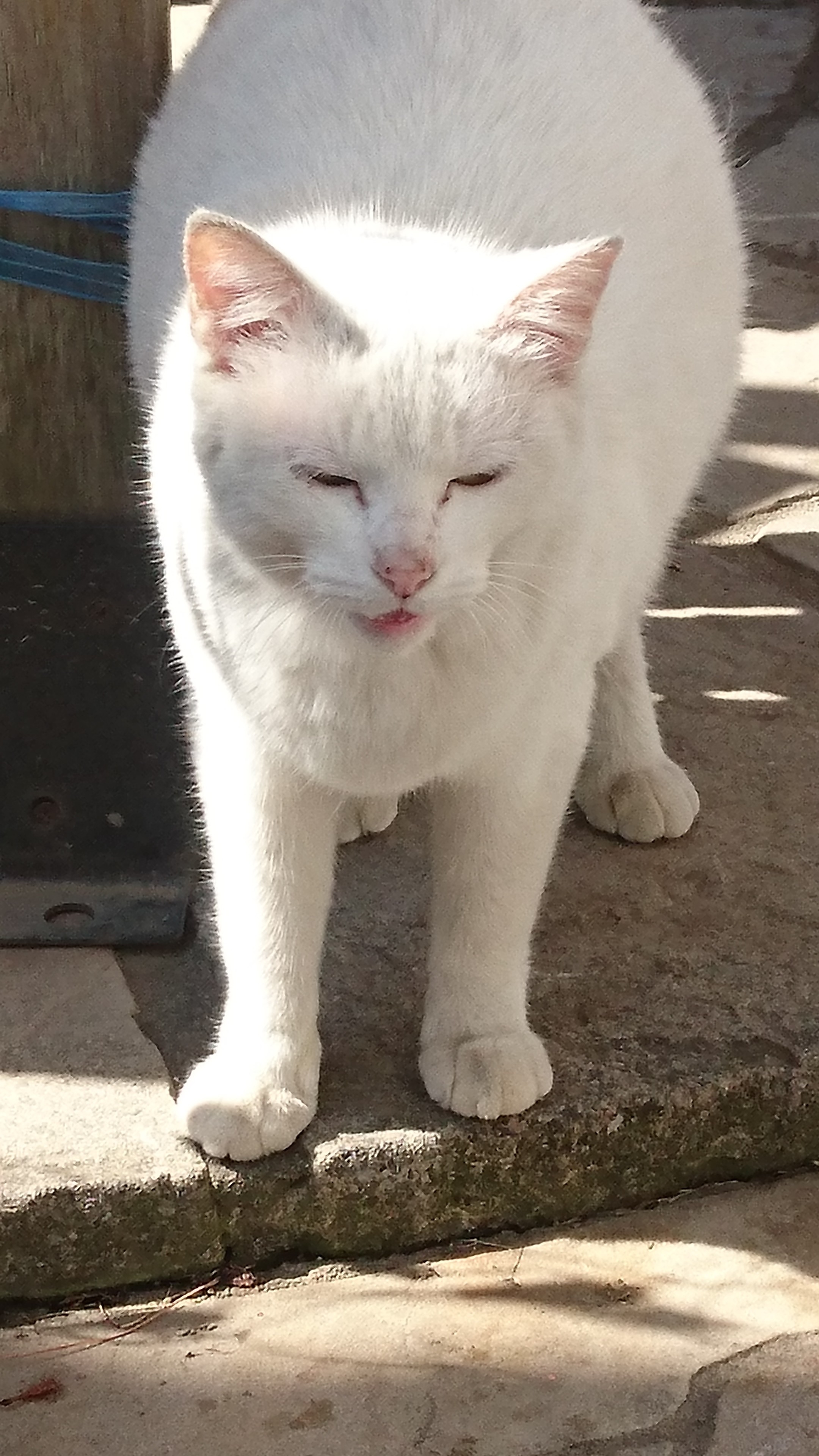 野良猫 その他 お店ブログ スズキアリーナ千曲