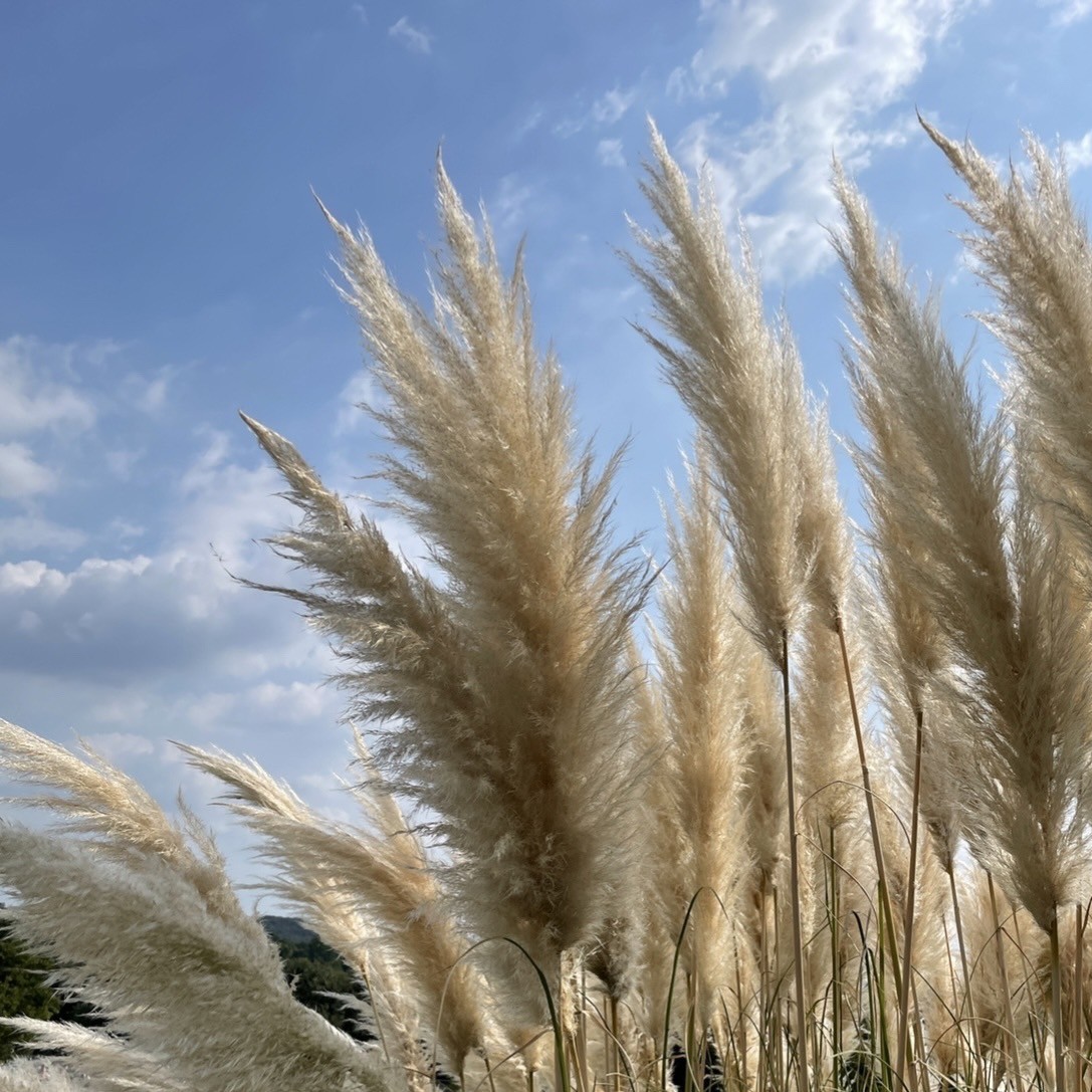 秋の七草 ススキを見に行ってきました その他 お店ブログ 株式会社スズキ自販中部 スズキアリーナ安城 U S Station安城