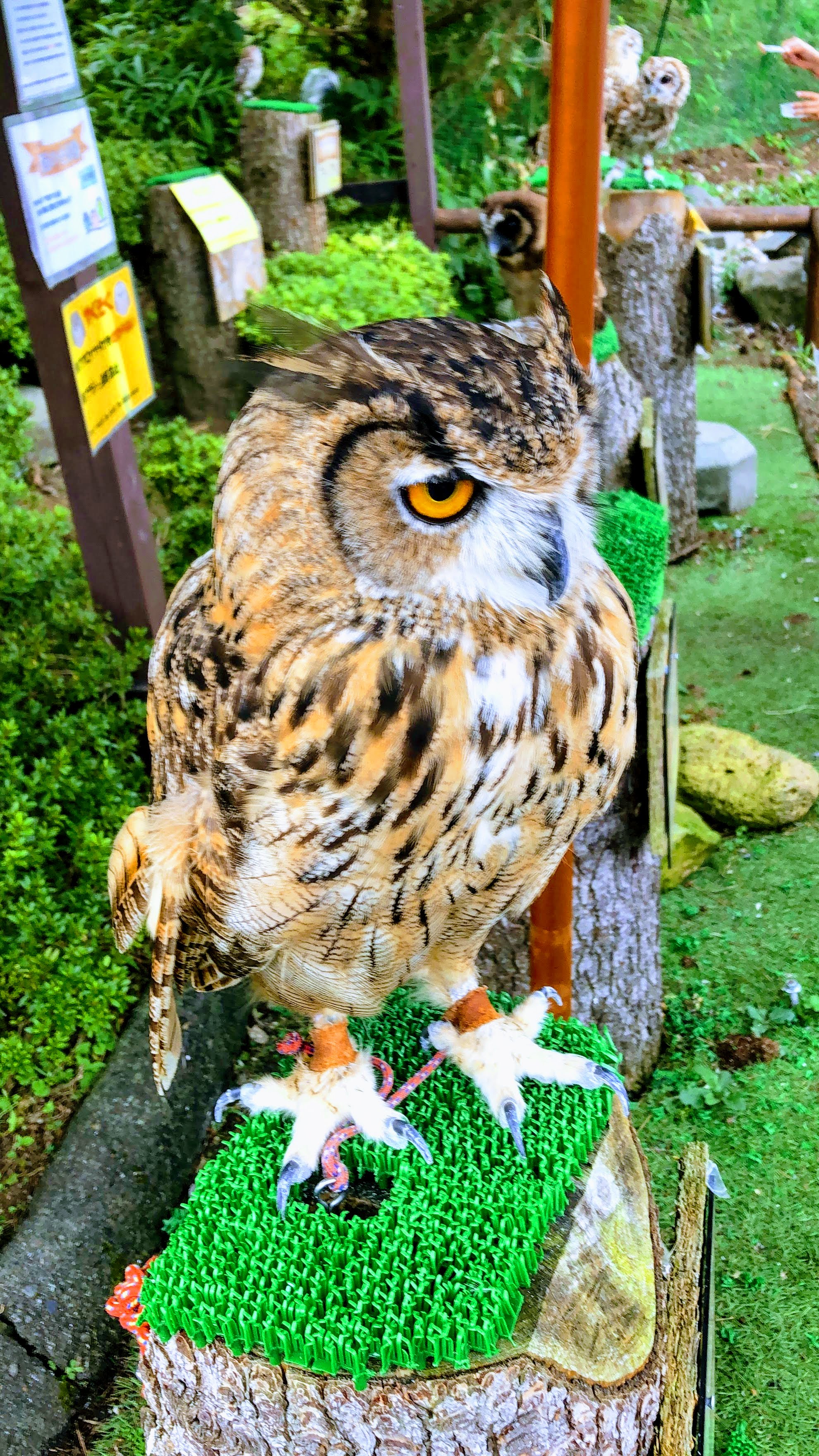 本日より営業しております その他 お店ブログ 株式会社スズキ自販福島 スズキアリーナ原町