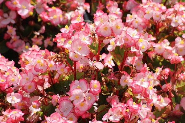ベゴニアの花言葉 彡 その他 お店ブログ 日新スズキ販売株式会社 スズキアリーナ花巻