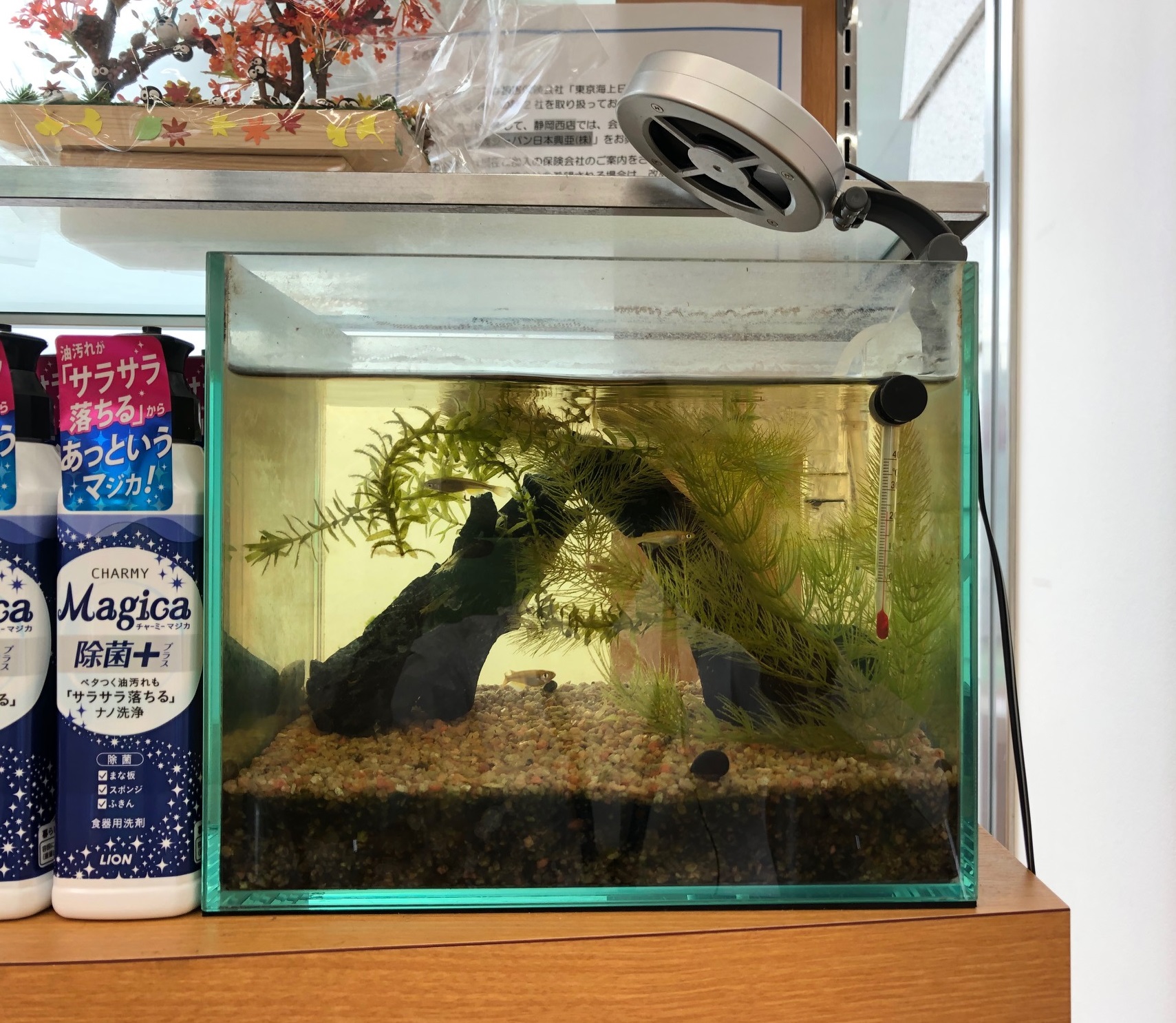 メダカの話 その他 お店ブログ 株式会社スズキ自販静岡 スズキアリーナ静岡西 メダカの話 その他 お店ブログ 株式会社スズキ自販静岡 スズキアリーナ静岡西