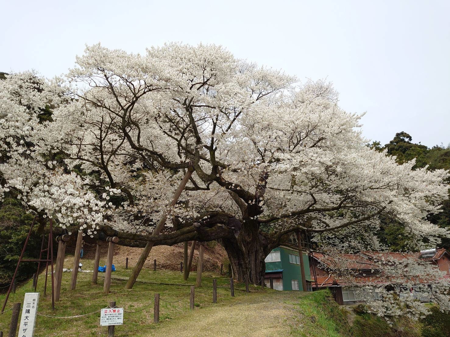 三隅大平桜 周辺のおすすめスポット お店ブログ 石東スズキ株式会社 スズキアリーナ浜田