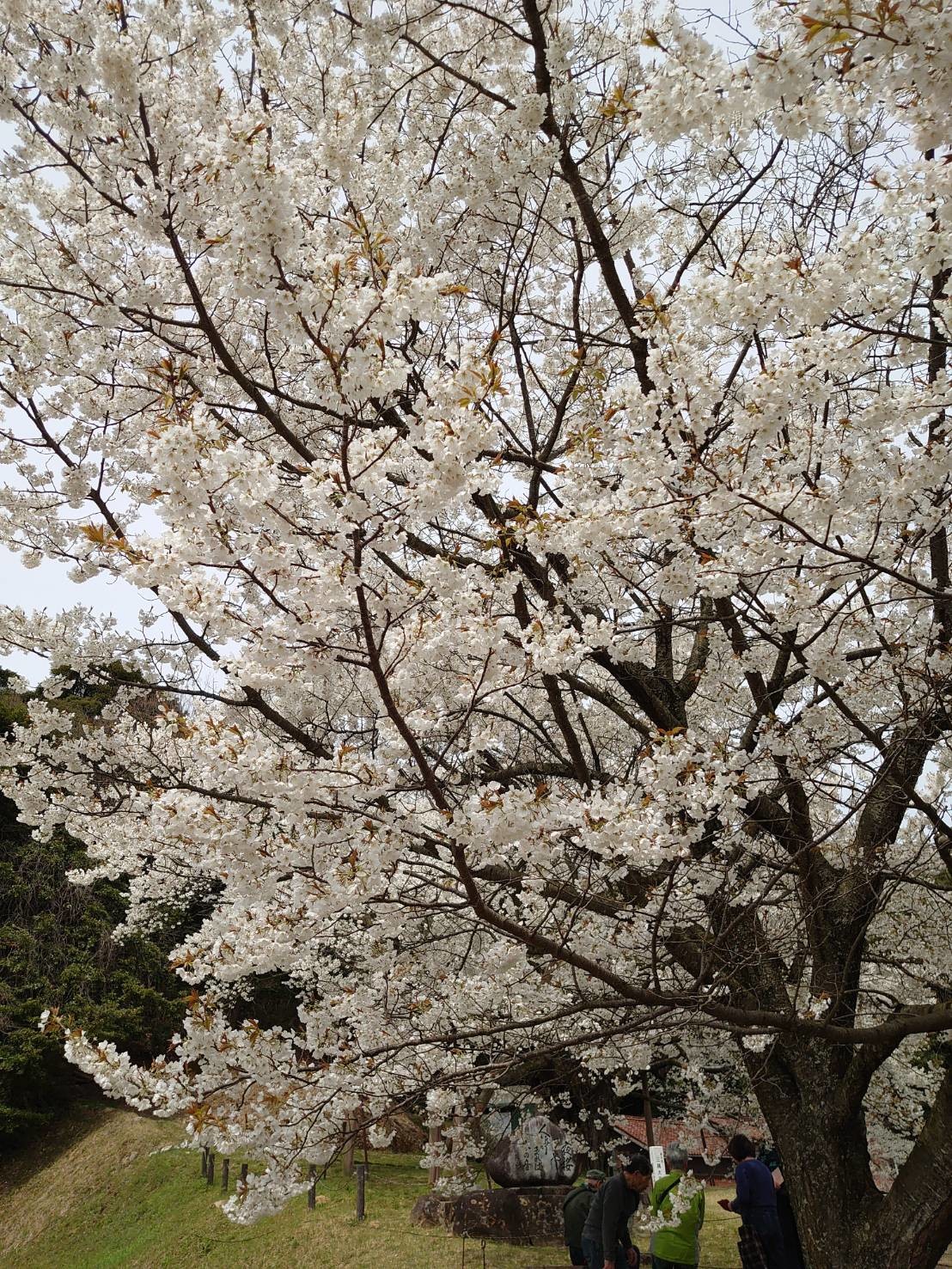 三隅大平桜 周辺のおすすめスポット お店ブログ 石東スズキ株式会社 スズキアリーナ浜田