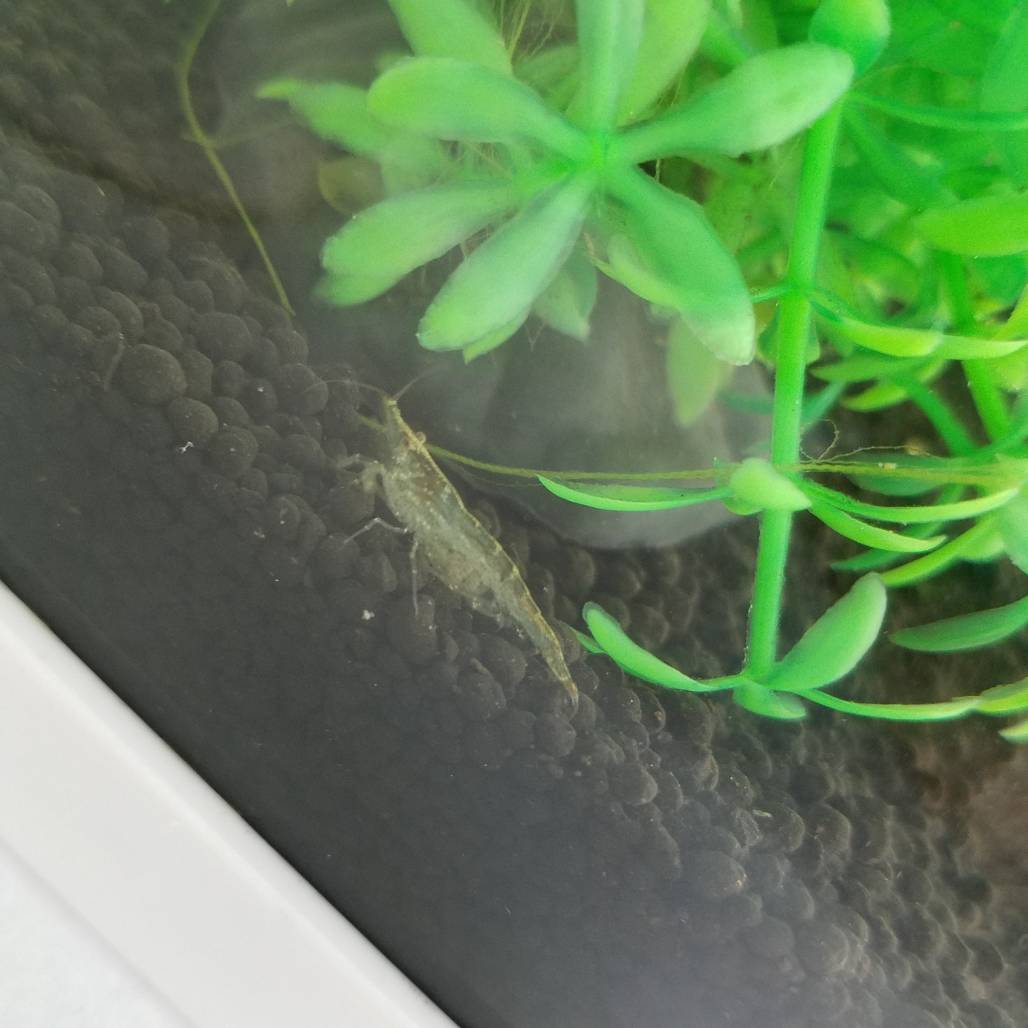 エビチャン その他 お店ブログ 九州スズキ販売株式会社 スズキアリーナ飯塚柏の森