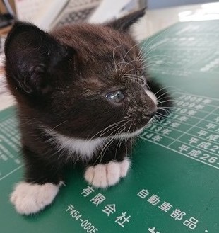 カラスに襲われていた子猫を保護しました|その他|お店ブログ|スズキ