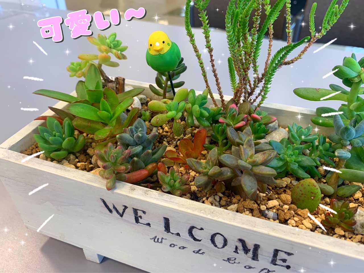 癒し ぽってり可愛い多肉植物頂きました その他 お店ブログ 東中国スズキ自動車株式会社 スズキアリーナ倉敷沖