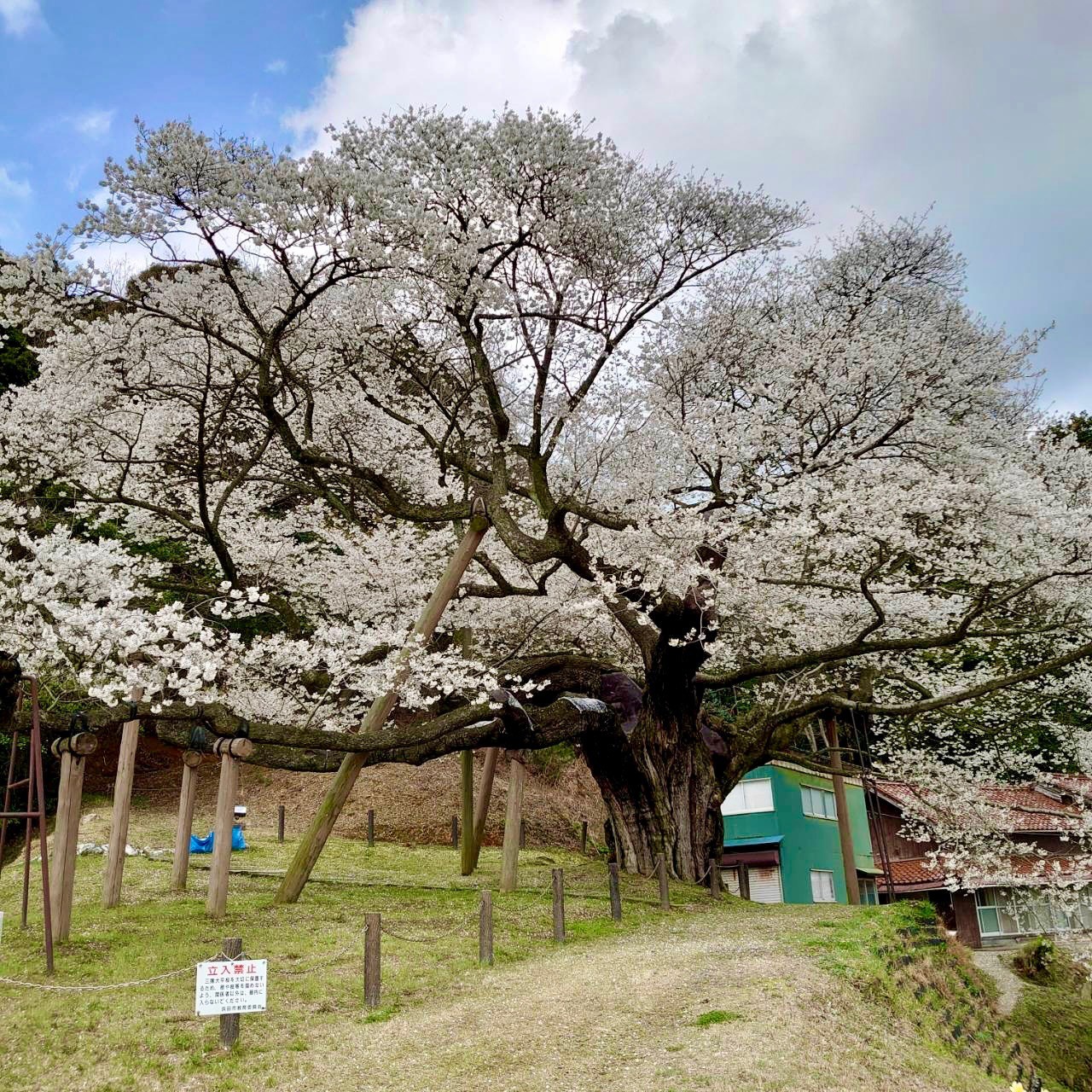 三隅大平桜 周辺のおすすめスポット お店ブログ 石東スズキ株式会社 スズキアリーナ浜田 三隅大平桜 周辺のおすすめスポット お店ブログ 石東スズキ株式会社 スズキアリーナ浜田