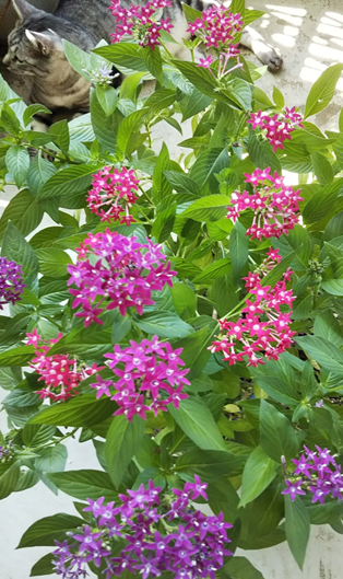 夏の終わりの花盛り その他 お店ブログ 株式会社スズキ自販鹿児島 U S Station鹿屋東