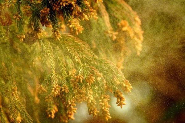 花粉症対策にエアコンフィルター交換はいかがですか その他 お店ブログ スズキアリーナ真岡