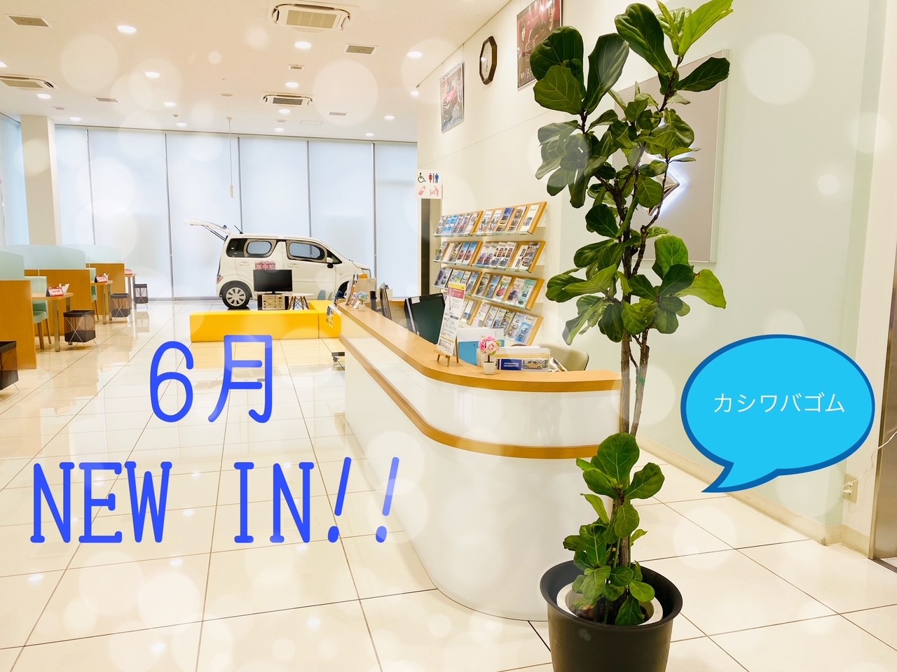 6月になりました New観葉植物 その他 お店ブログ 株式会社スズキ自販関西 スズキアリーナ倉敷西 6月になりました New観葉植物 その他 お店ブログ 株式会社スズキ自販関西 スズキアリーナ倉敷西