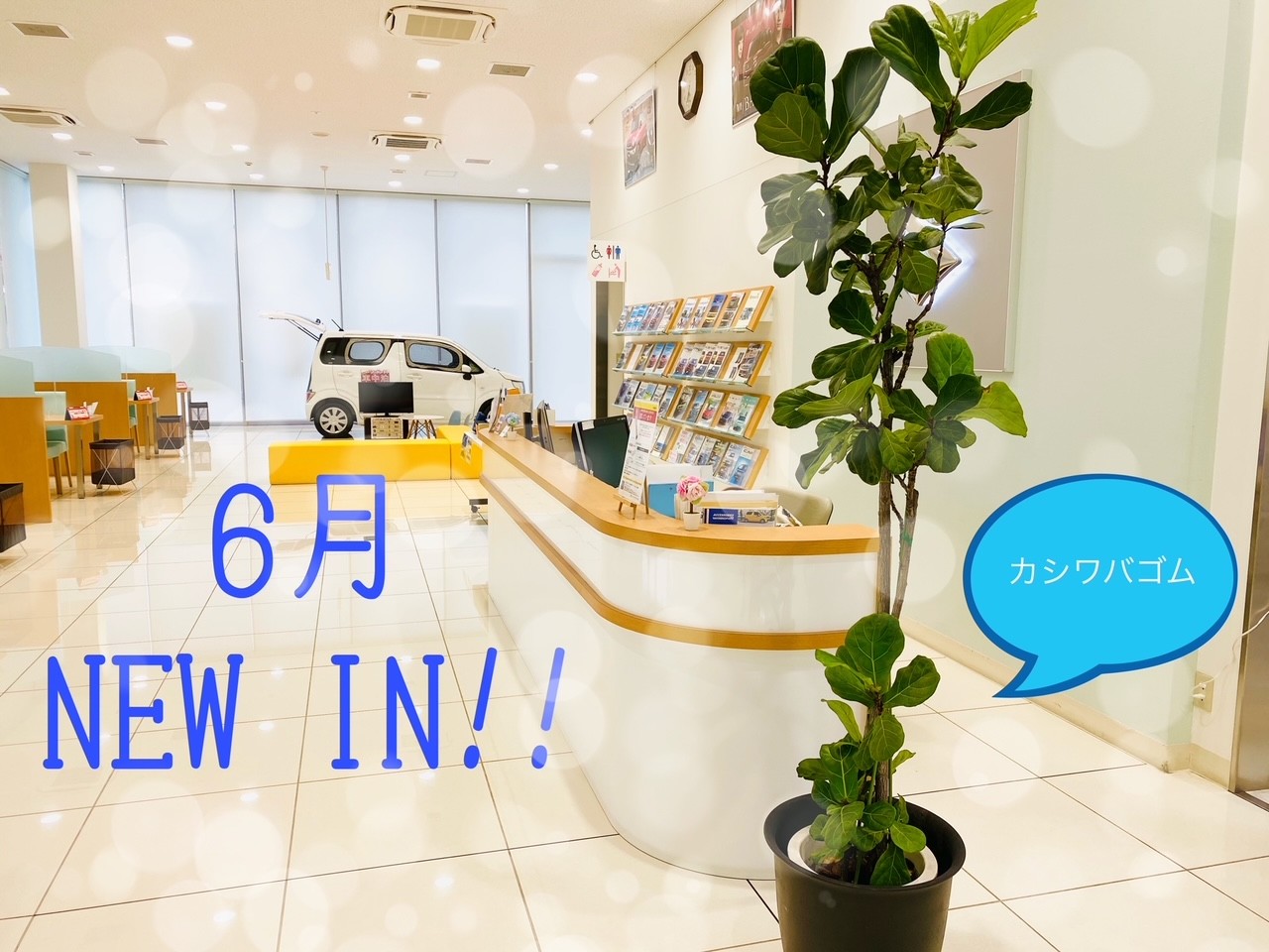 ６月になりました New観葉植物 その他 お店ブログ 株式会社スズキ自販関西 スズキアリーナ倉敷西