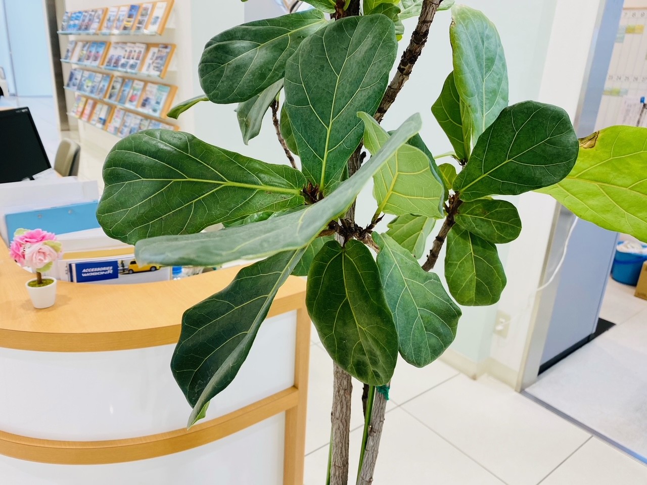 6月になりました New観葉植物 その他 お店ブログ 株式会社スズキ自販関西 スズキアリーナ倉敷西 6月になりました New観葉植物 その他 お店ブログ 株式会社スズキ自販関西 スズキアリーナ倉敷西