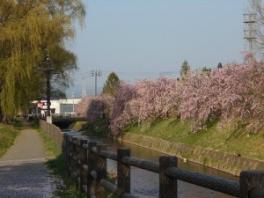 桜開花中♫他おしらせ☆