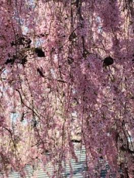 桜がきれいでした☆