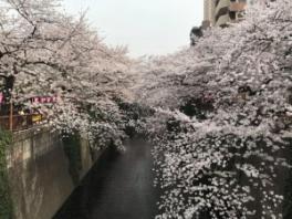 ★☆県庁前　春のディスプレイ始めました！★☆