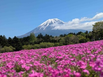 芝桜を見に行ってきました！！