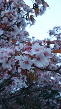 ★ 定休日・休業日のお知らせ ★