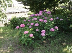 DSCF0853
