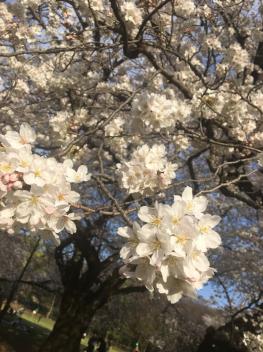 桜の季節。３月終わってしまいます！