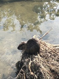 ヌートリア再び
