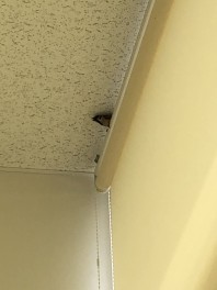 意外なお客様が