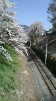 山北桜と御殿場線と人