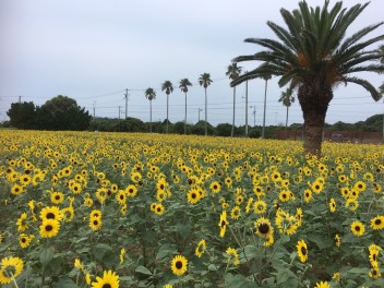 ＊伊良湖菜の花ガーデンに咲くひまわり～♪