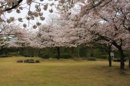 春の風物詩