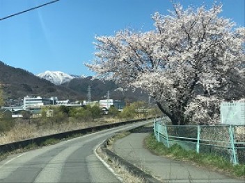 桜