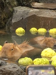 伊豆旅行、そこにあったもの