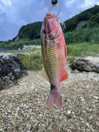 和歌山県に釣りに行ってきました！