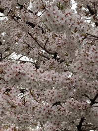 ☆水沢　レディース　お花見会☆