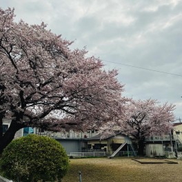お酒×桜＝最高