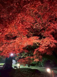 きれいな紅葉の季節