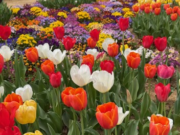 国営昭和記念公園に行ってきました♩