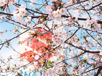 ❀さくら❀サクラ❀桜❀SAKURA❀
