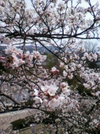 丸岡城 桜まつり♪